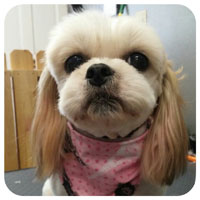pet grooming