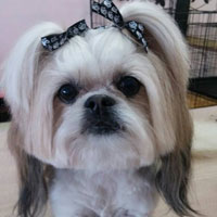 dog groomers