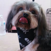 pet groomers